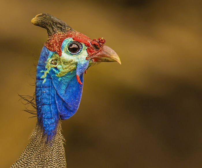 Guineafowl, animals, nature, wildlife, Botswana, birds, Africa