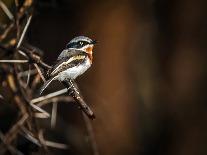 birds, animals, wildlife, Batis, twigs, nature, Africa, Botswana