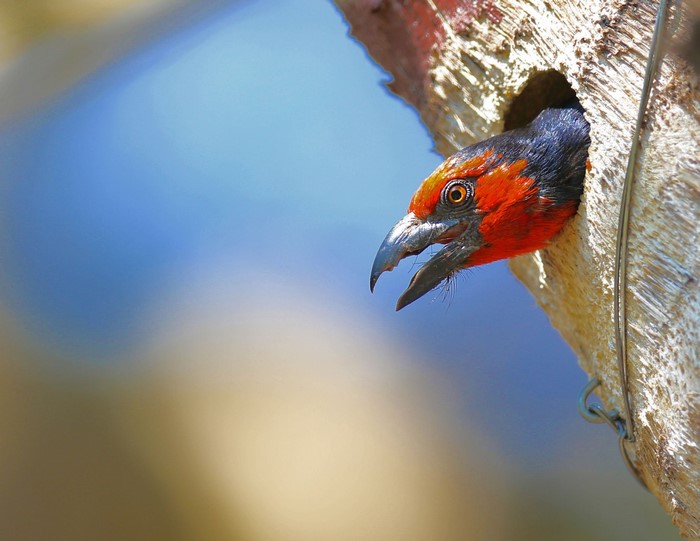 animals, Barbet, Botswana, birds, Africa, nature, wildlife