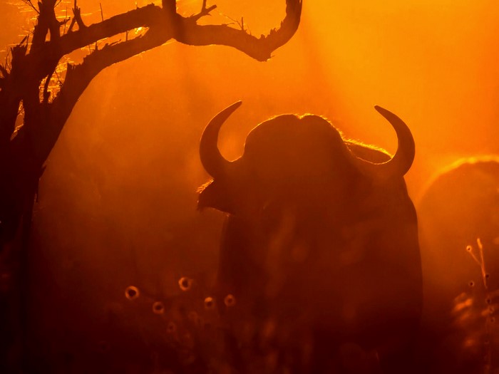 mammals, wildlife, Africa, nature, Botswana, animals, buffalo