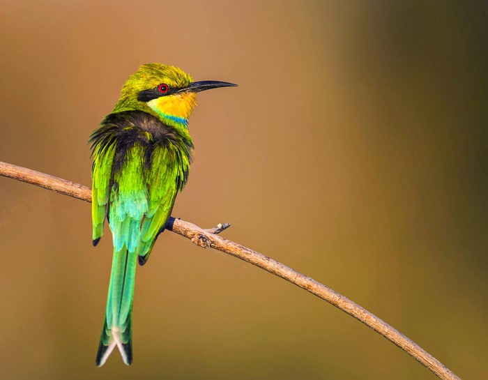 Africa, Botswana, bee-eaters, twigs, birds, wildlife, nature, animals