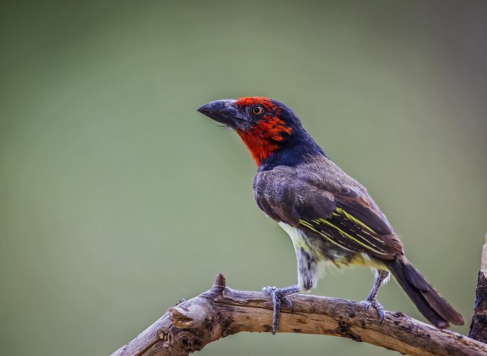 Botswana, Barbet, nature, birds, Africa, animals