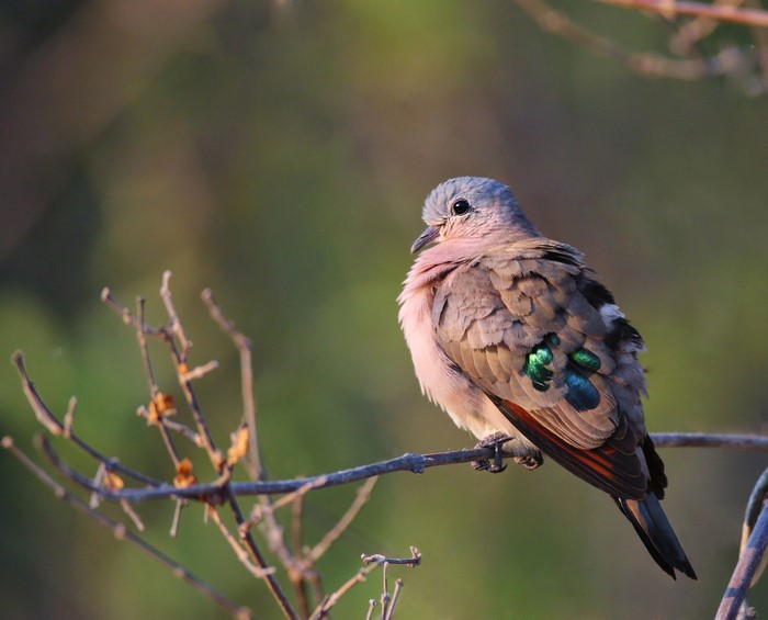 birds, animals, Botswana, nature, wildlife, twigs, dove, Africa