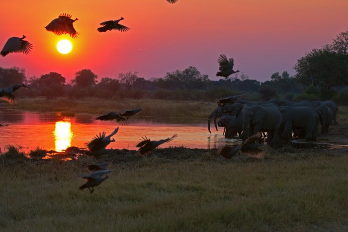 nature, wildlife, birds, sunset, mammals, animals, Guineafowl, elephant, Africa, Botswana
