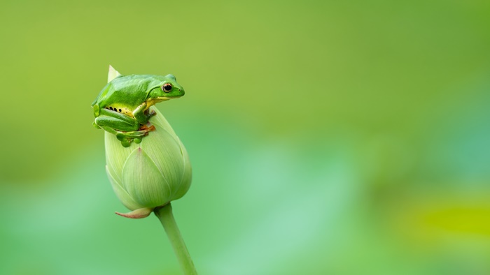 Green frog on a lotus bud