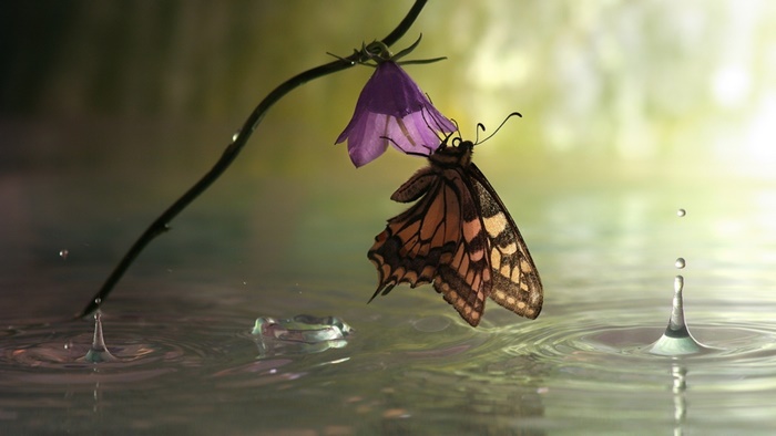 Butterfly on a purple flower with water drops