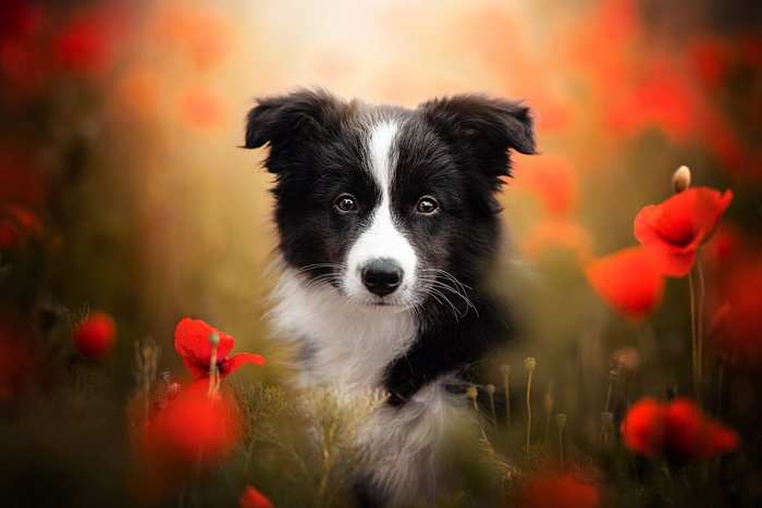 Border Collie Surrounded by Red Flowers