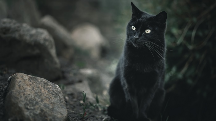 Black cat sitting outdoors