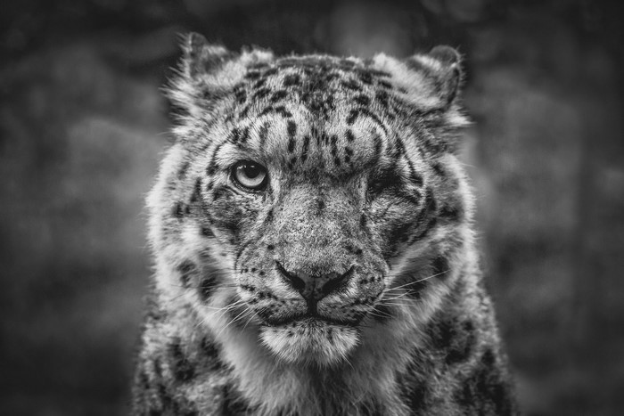 feline, monochrome, snow leopard, mammals, big cats, animals, nature