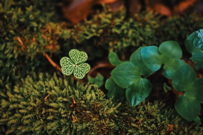 4K, leaves, macro, plants, shamrock, clovers, nature