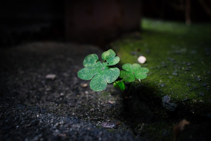 clovers, shamrock, nature, leaves, macro, plants