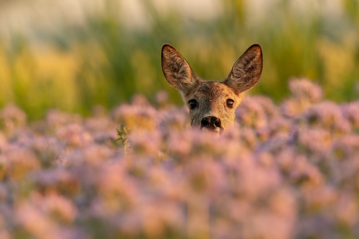 Young deer peeking through purple flowers