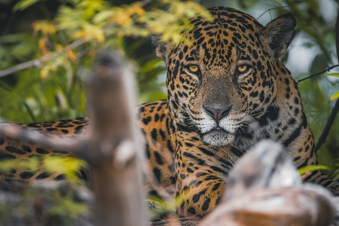 Jaguar in its natural habitat