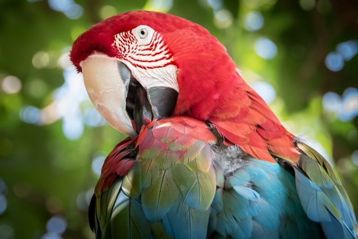 Red-and-green Macaw bird in nature