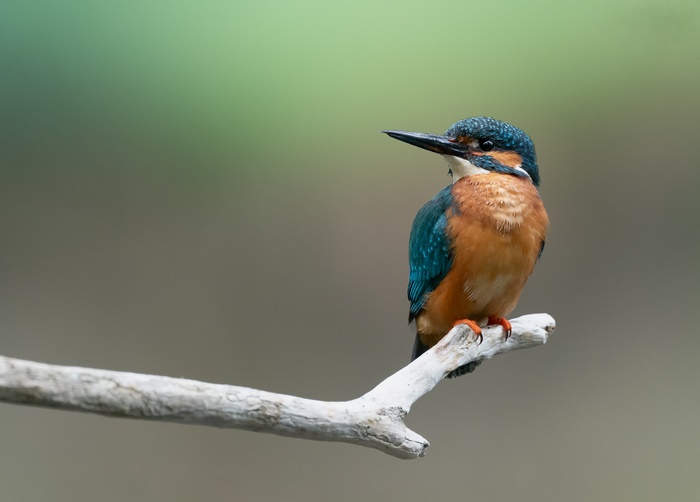 Common Kingfisher perched on a branch