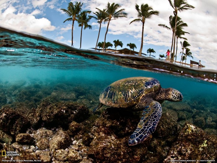 trees, underwater, palm trees, reptile, turtle, water, National Geographic