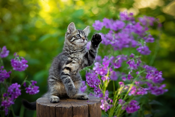 Kitten playing with purple flowers