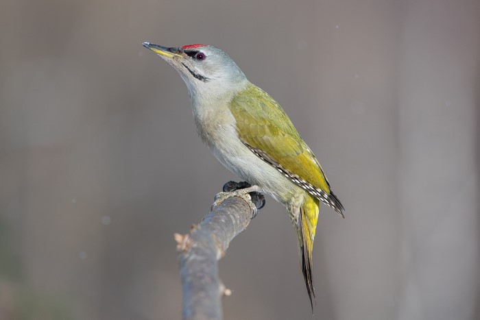 feathers, gray, branch, Aleksey Sumnikov, woodpeckers, birds, nature, animals, red eyes