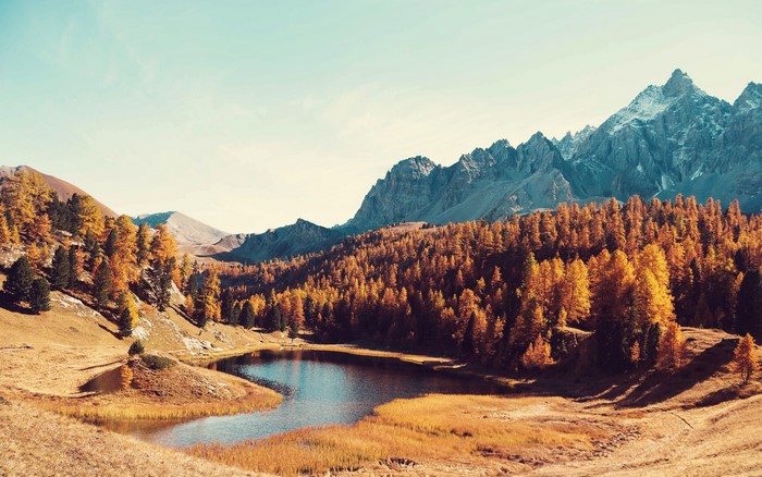 forest, nature, landscape, trees, clear sky, mountains, lake