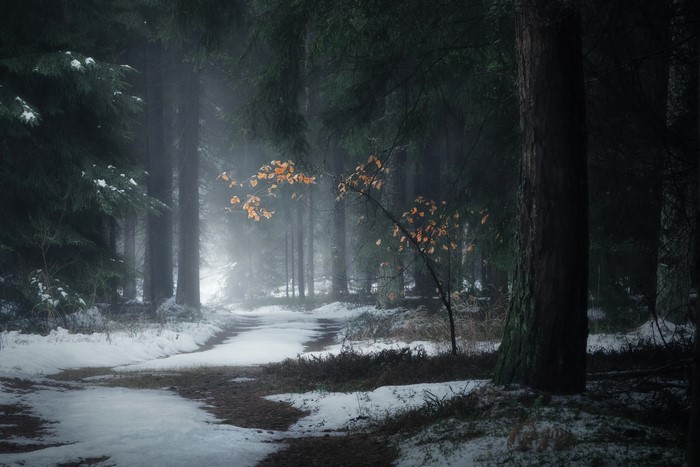 landscape, nature, snow covered, photography, snow, path, trees, forest, winter, outdoors