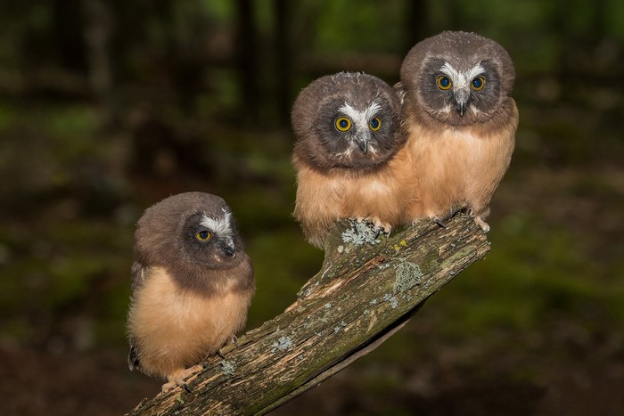 baby animals, owl, birds, branch, nature