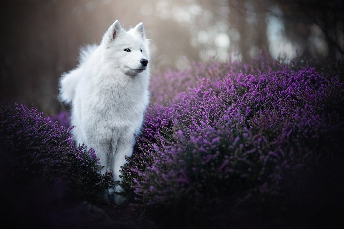 nature, mammals, animals, dog, outdoors, plants