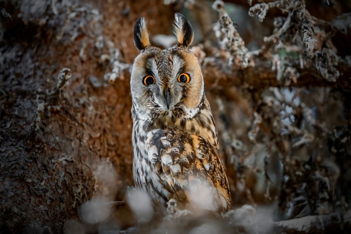 nature, birds, winter, animals, owl