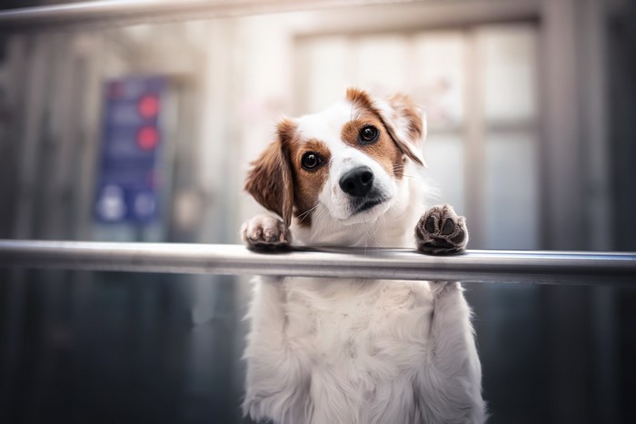 mammals, dog, animals