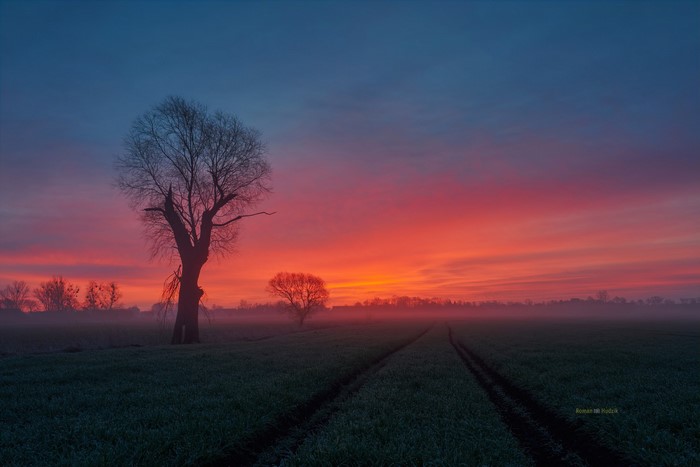 Roman Hudzik, cold, trees, field, mist, photography, sunset, winter, outdoors, landscape, nature