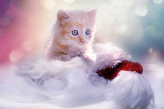 cats, animals, kittens, mammals, feline