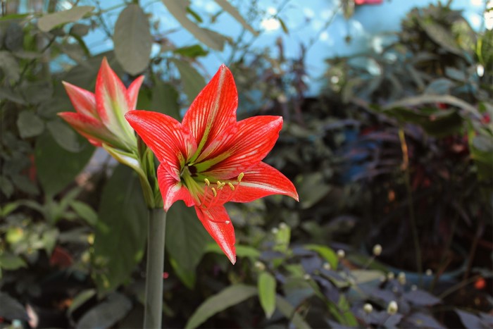 nature, flowers, red flowers, garden, plants
