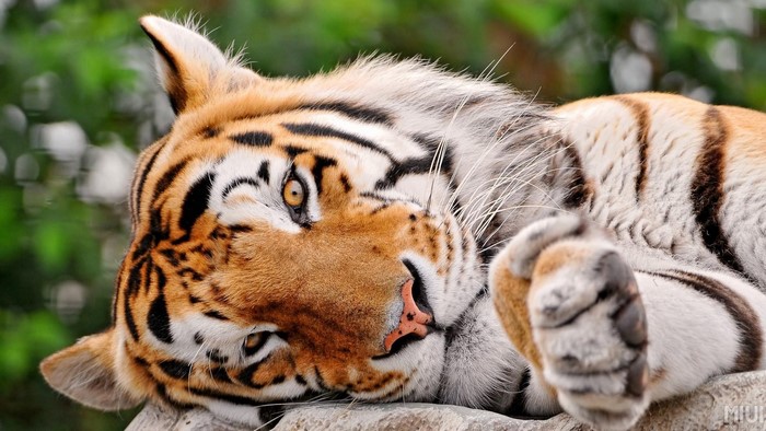 stripes, big cats, nature, tiger, mammals, animals