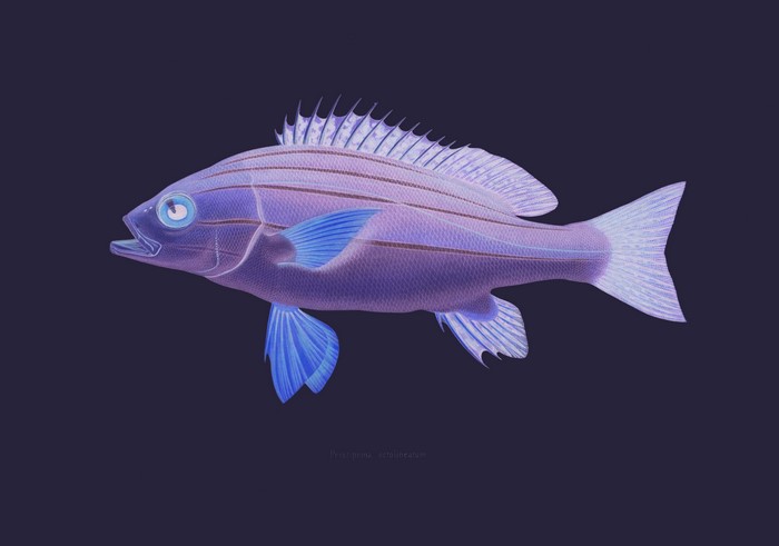 4K, negative, purple background, simple, fish