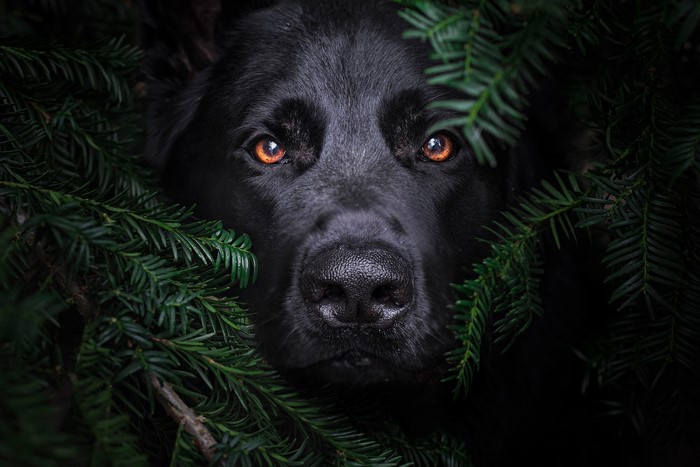 plants, looking at viewer, dog, mammals, animal eyes, animals