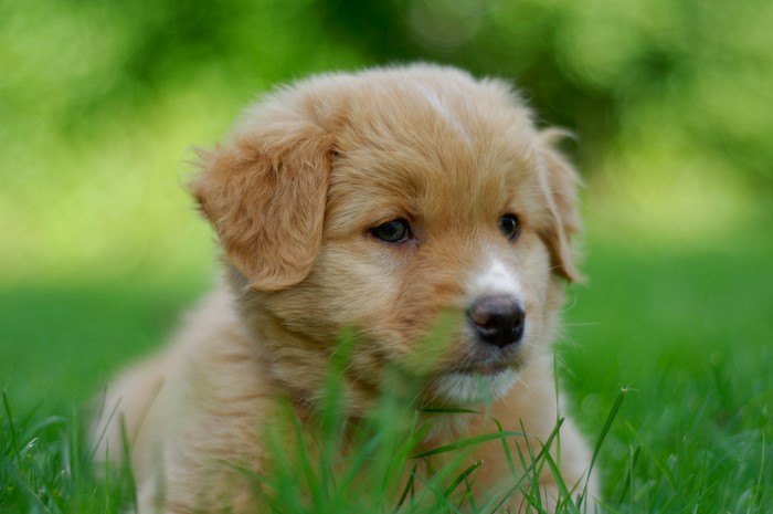 outdoors, mammals, dog, puppies, animals, grass
