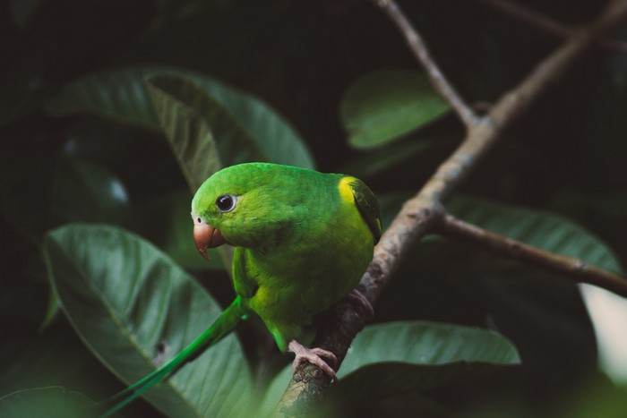 leaves, twigs, animals, birds, nature, plants