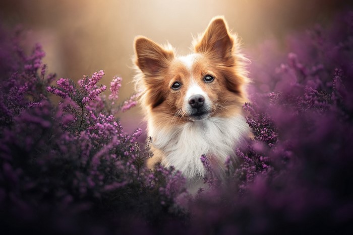 flowers, nature, plants, outdoors, mammals, dog, animals, purple flower
