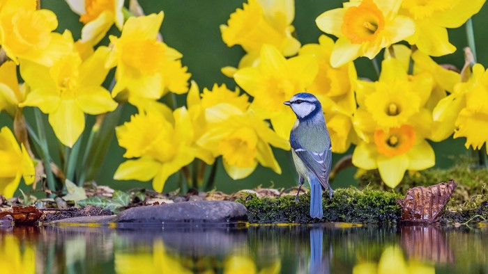 birds, nature, UK, Wales, animals, Bing, reflection, focused