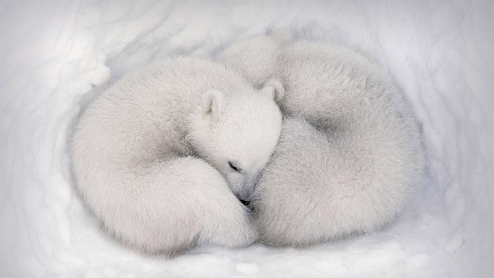 Polar Bear Cubs Sleeping Together in Snow