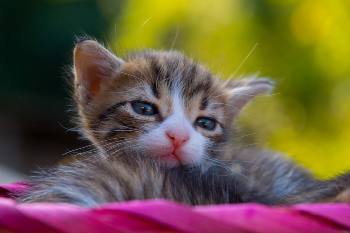 mammals, cats, blue eyes, baby animals, kittens, animals