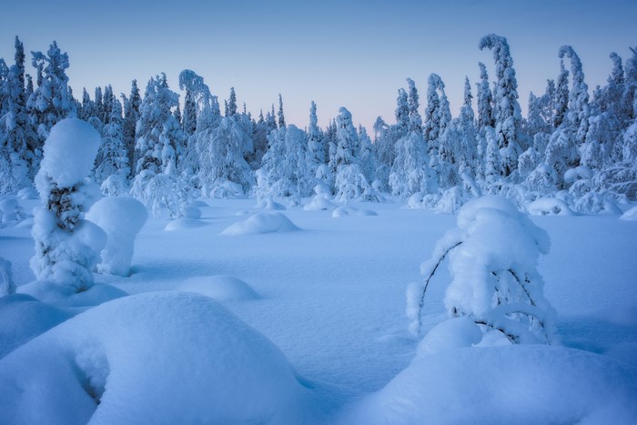 winter, cold, nature, trees, ice, snow