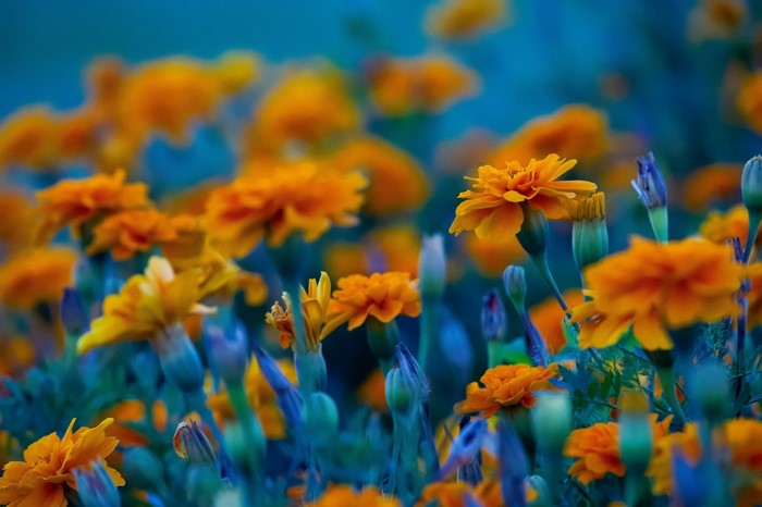 plants, colorful, blue, nature, flowers, orange flowers, petals
