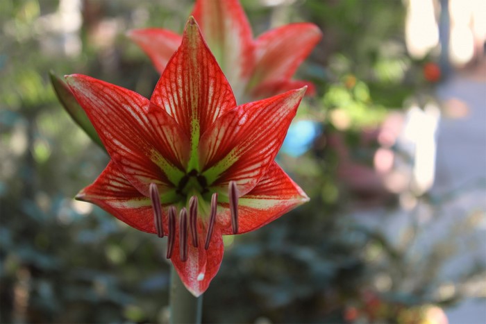 flowers, nature, garden, plants, green