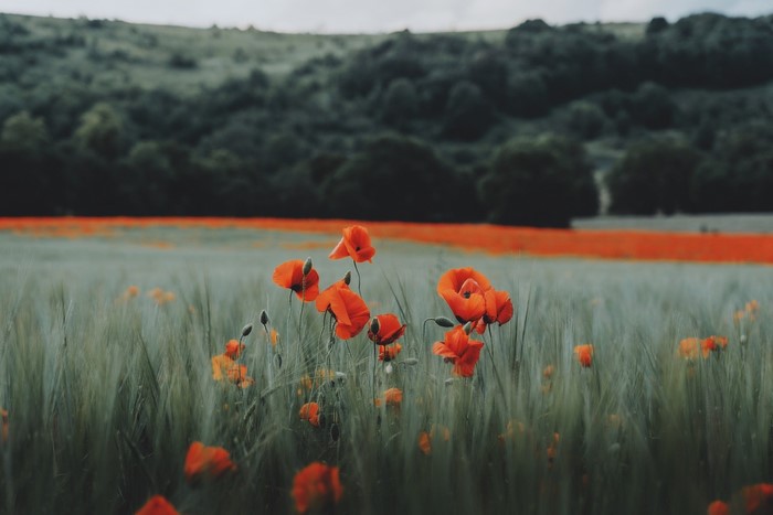 nature, field, landscape, grass, photography, forest, plants, flowers, trees, sky, poppies, red