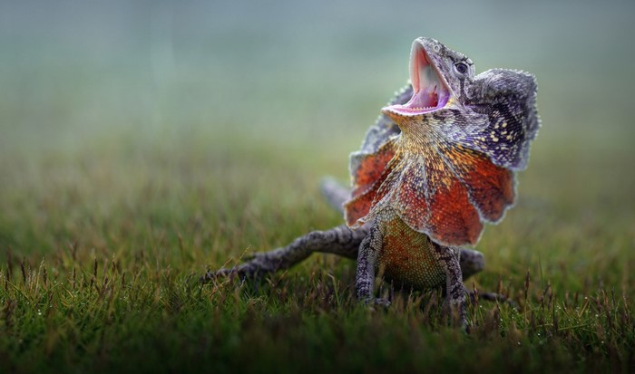 lizards, open mouth, grass, animals, plants, nature