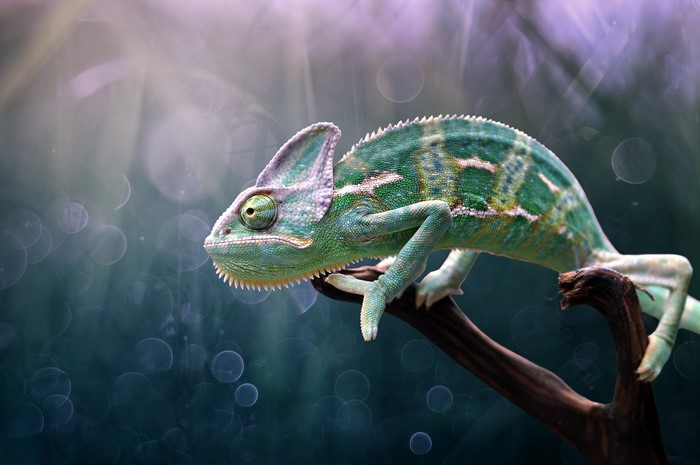 chameleons, animals, lizards, colorful, nature