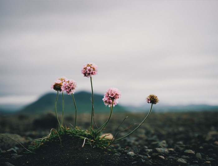 overcast, mountains, nature, depth of field, flowers