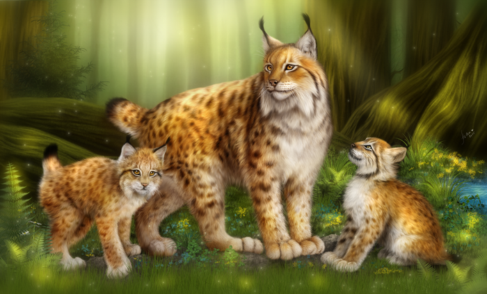 big cats, forest, lynx