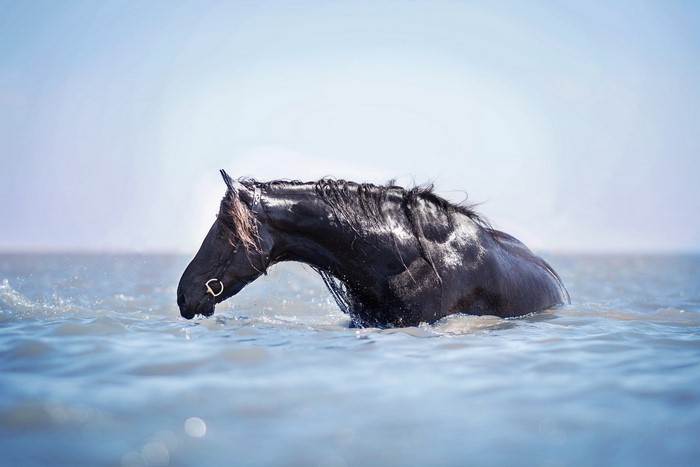 wet, animals, mammals, horse, water, in water, outdoors
