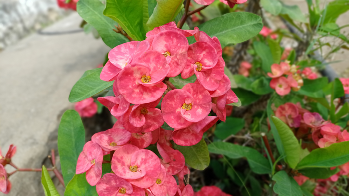 flowers, pink flowers, leaves, nature, plants